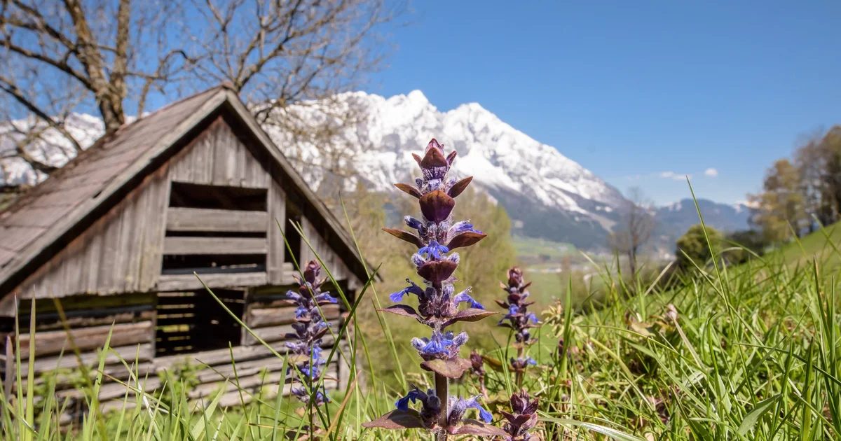 Circular Route Around The Stream Tours In Schladming Dachstein