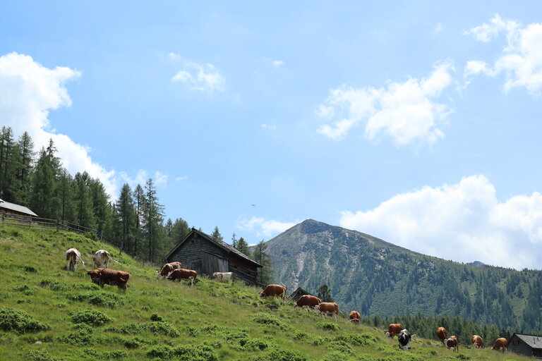 Schladminger Alm | © Schladminger Alm