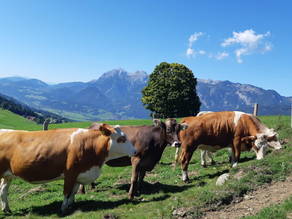 Bioprodukte vom Hirzhof - Impression #1