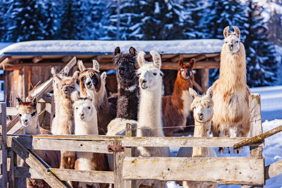 Alpaca Christmas at the Klausnerhof - Imprese #1 | © Alpaka Weihnacht | René Eduard Perhab