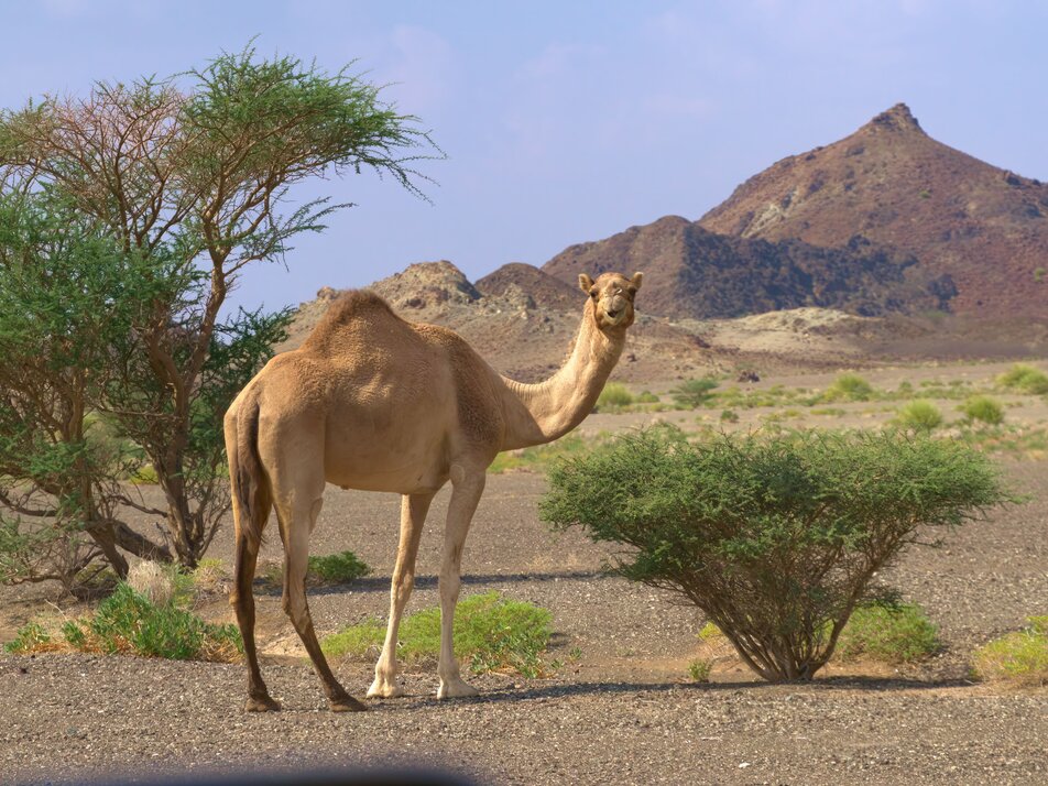 The fascination of Oman - adventures between desert, oases and mountains - Imprese #1 | © Martin Szilagyin