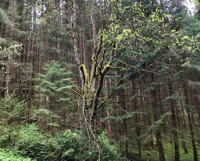 Natur pur auf dem Weg zum Kulm | © Sabine Schulz