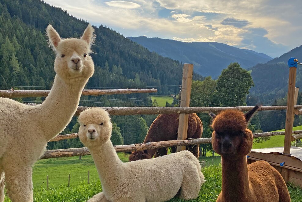 Dachstein Alpacas at Biobauernhof Grundlehner in Ramsau am Dachstein